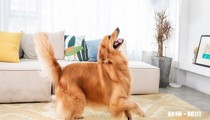 小狗一直拉稀怎么办 小狗拉稀原因