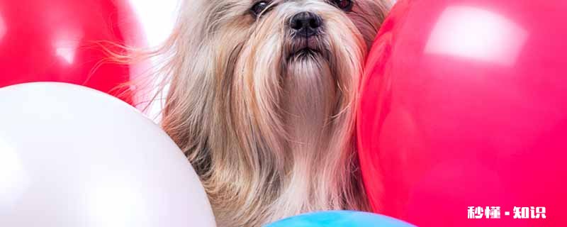 京巴狗怎么养 养京巴狗需要注意什么