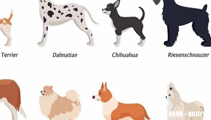 京巴狗怎么养 养京巴狗需要注意什么