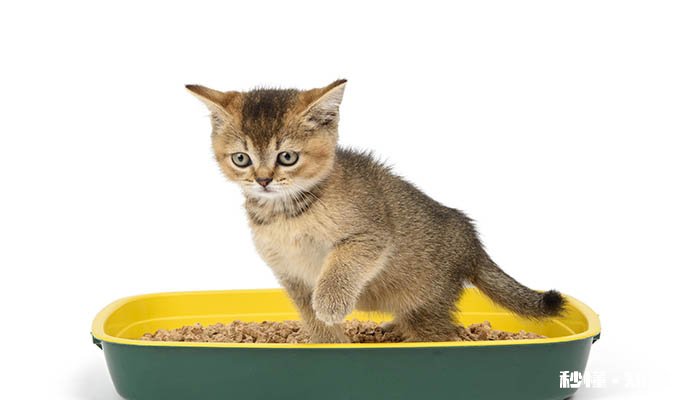 什么猫容易有泪痕 猫容易有泪痕是为什么