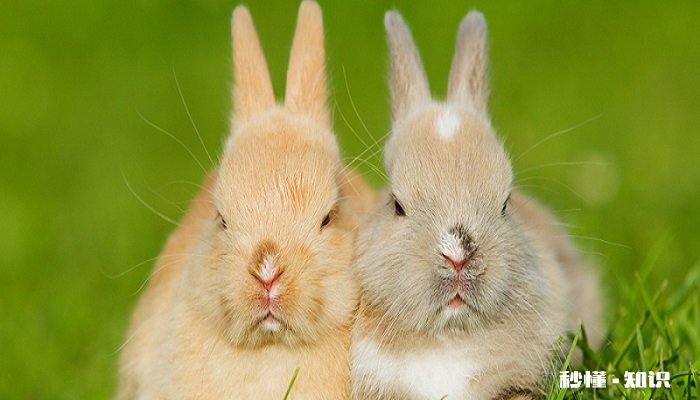 侏儒兔能长多大 侏儒兔形态特征