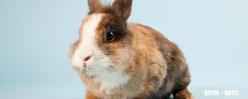 侏儒兔能长多大 侏儒兔形态特征
