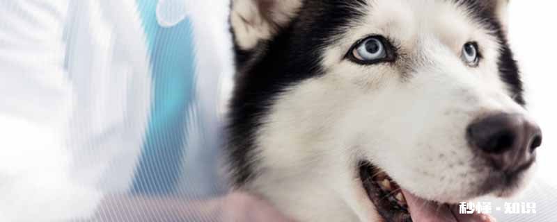 哈士奇和狼的区别 哈士奇的特点有哪些