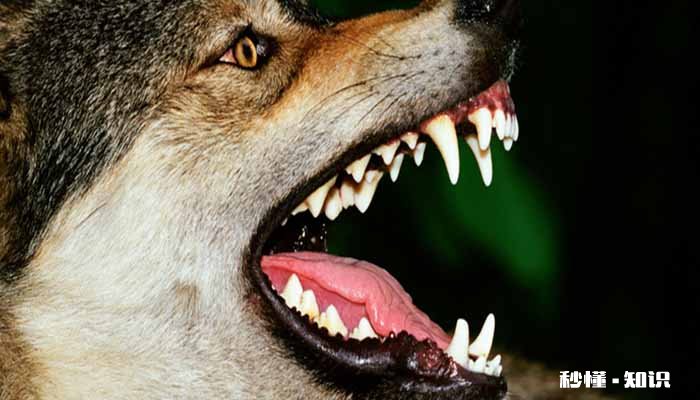 哈士奇和狼的区别 哈士奇的特点有哪些