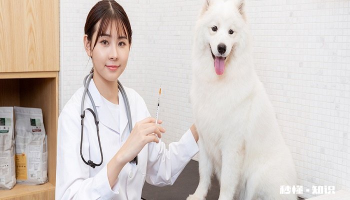 狗狗美毛粉有用吗 狗狗美毛粉的作用