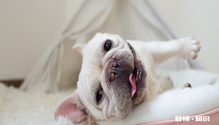 比较便宜的宠物狗有哪些种类 养狗的注意事项