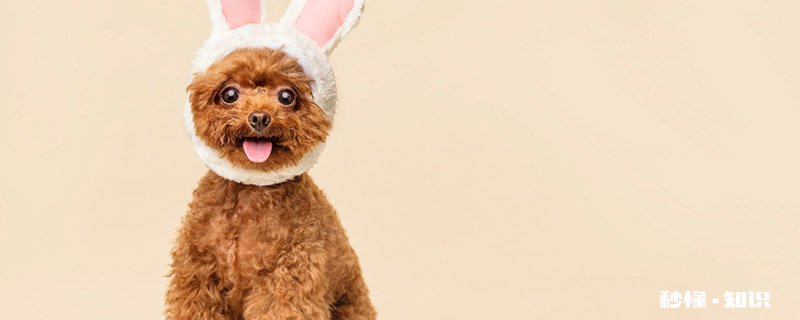 贵宾犬吃什么食物好 贵宾犬不能吃什么