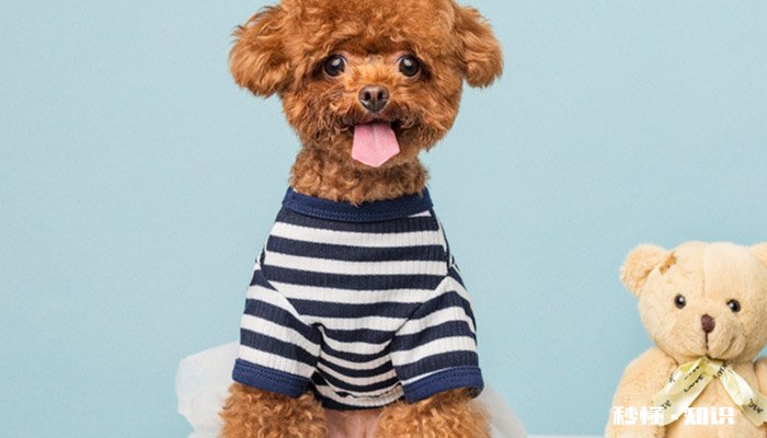 贵宾犬吃什么食物好 贵宾犬不能吃什么