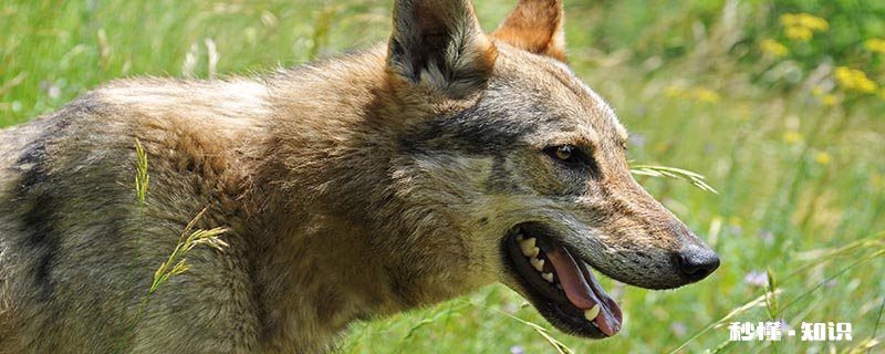 狼狗幼犬怎么训练 如何让狼狗凶猛一点
