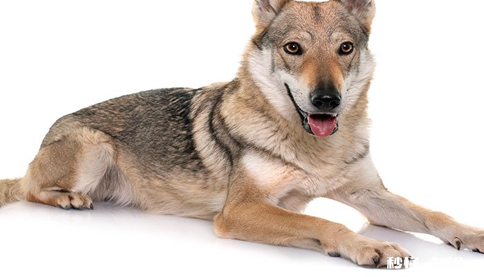 狼狗幼犬怎么训练 如何让狼狗凶猛一点