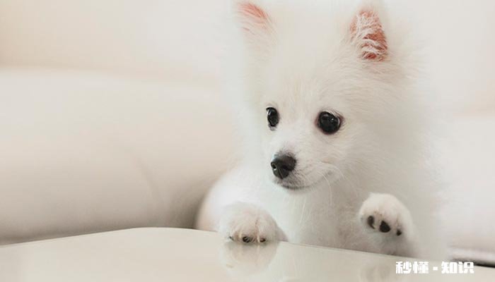 博美英系和美系的区别 饲养博美犬的宠主该注意些什么