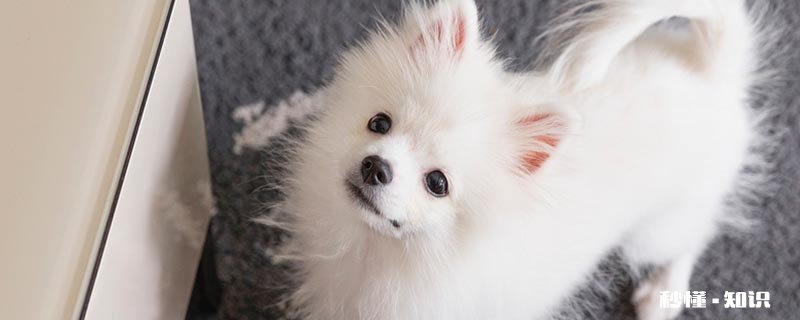 博美英系和美系的区别 饲养博美犬的宠主该注意些什么