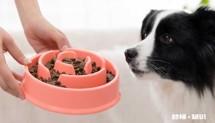 边境牧羊犬训练教程 边境牧羊犬的优点有哪些