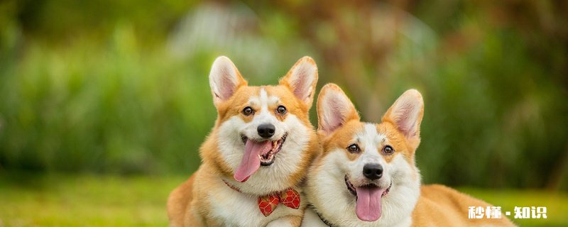 狗狗能吃香蕉吗 狗狗的一些禁忌食物