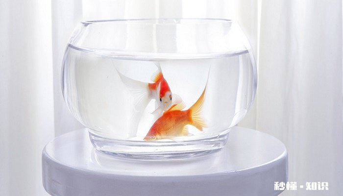 金鱼身上有白点 金鱼身得白点病症状