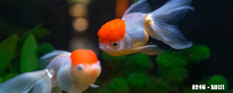 金鱼身上有白点 金鱼身得白点病症状