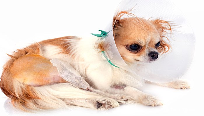 宠物狗感冒了要注意什么 狗感冒了可以自愈吗