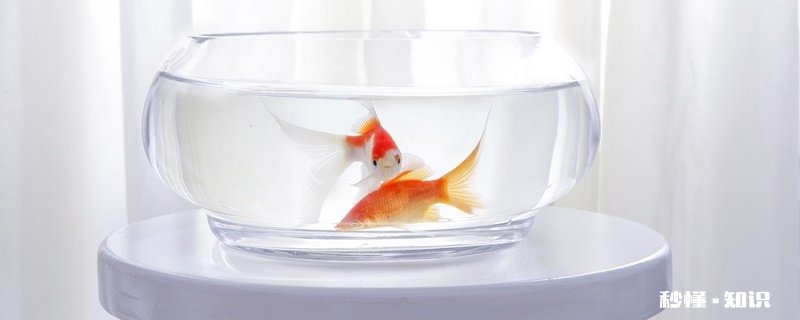 金鱼的眼睛为什么会掉 金鱼的生活习性
