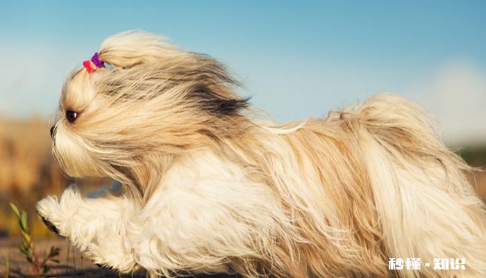 冠毛狗脖子变粗的原因 冠毛狗的特征有哪些