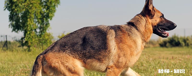 德牧趴蹄怎么治疗 德国牧羊犬趴蹄的原因是什么
