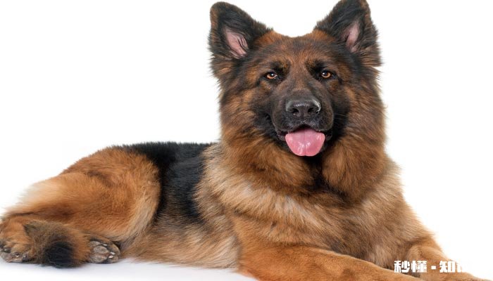 德牧趴蹄怎么治疗 德国牧羊犬趴蹄的原因是什么