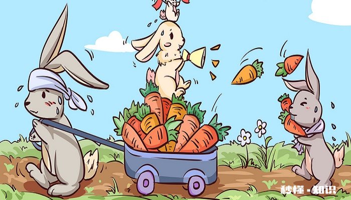 垂耳兔怎么养 垂耳兔生活习性