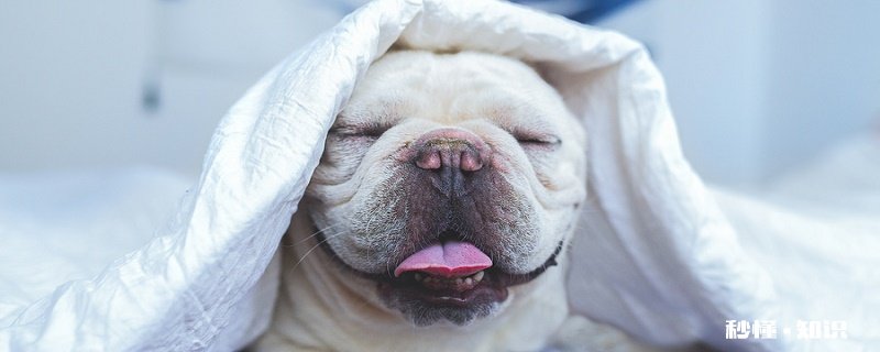 小狗翻肠子怎么办常用的方法 狗狗翻肠子症状