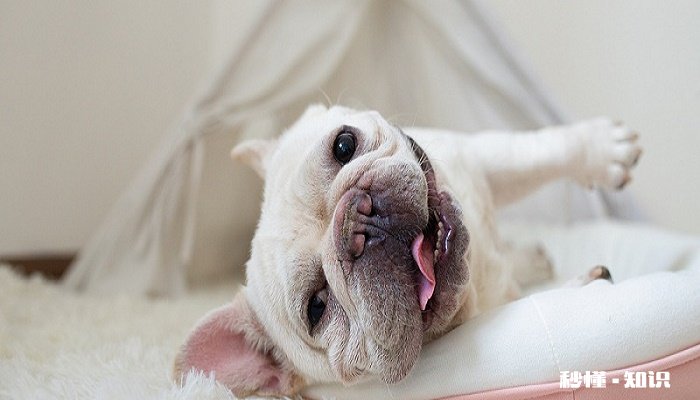 小狗翻肠子怎么办常用的方法 狗狗翻肠子症状