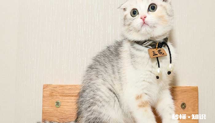 宠物怎么驱虫 为什么要给宠物做驱虫