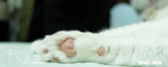 猫脚垫有什么作用 猫咪脚毛需要修剪吗