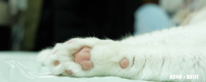 猫脚垫有什么作用 猫咪脚毛需要修剪吗
