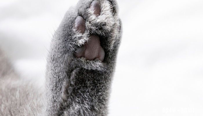 猫脚垫有什么作用 猫咪脚毛需要修剪吗