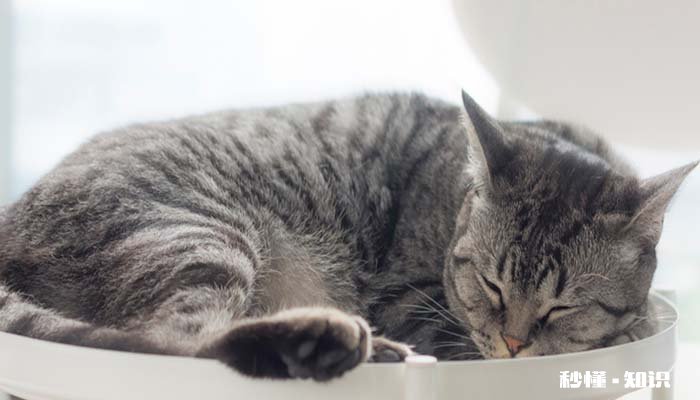 猫咪睡觉为什么蜷成团 猫咪睡觉打鼾正常吗