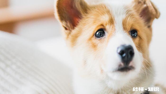 狗一直喝水是什么情况 狗一般怎么喂养