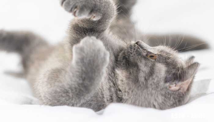 踩奶是什么意思猫 踩奶时主人应该注意什么