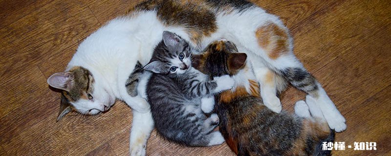 踩奶是什么意思猫 踩奶时主人应该注意什么