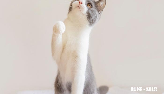 猫可以吃水果吗 猫能吃得水果有哪些