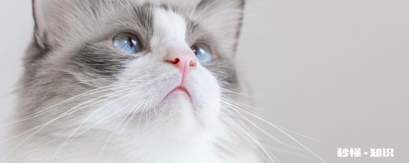 猫可以吃水果吗 猫能吃得水果有哪些