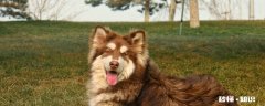 阿拉斯加犬吃什么食物 阿拉斯加如何训练大小便
