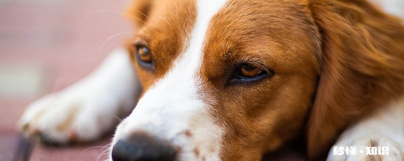 母狗来月经怎么办 狗狗几个月来月经