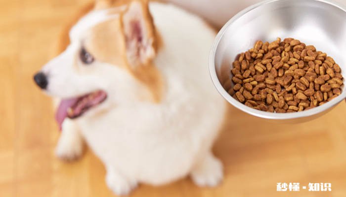 母狗来月经怎么办 狗狗几个月来月经