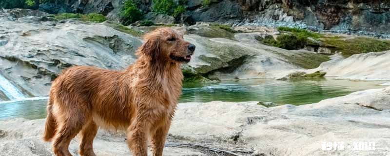 金毛尿频怎么回事 金毛尿频怎么办