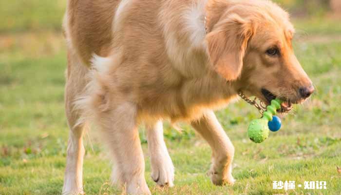 金毛尿频怎么回事 金毛尿频怎么办
