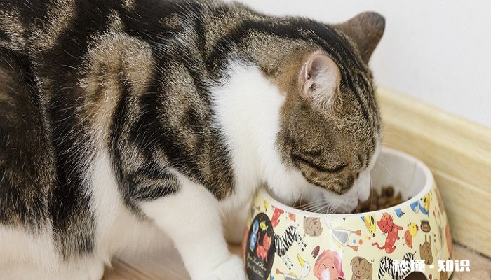 猫咪精神不好食欲不振 精神不好食欲不振的猫会怎样