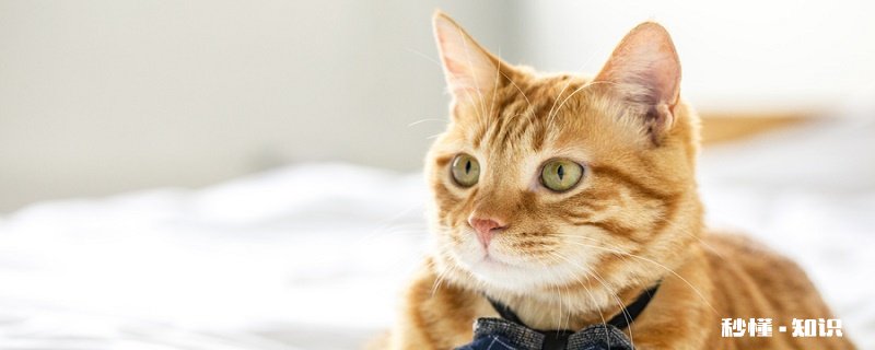 猫咪精神不好食欲不振 精神不好食欲不振的猫会怎样