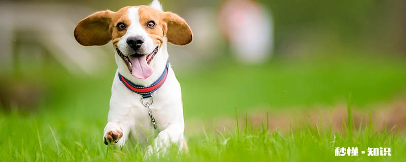 比格犬怎样训练 比格犬的形态特征是什么