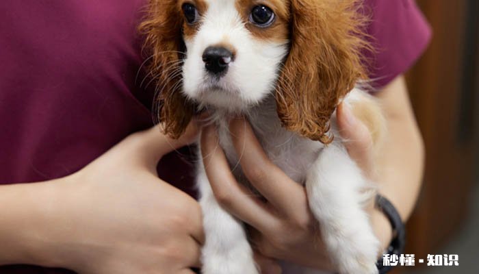 比格犬怎样训练 比格犬的形态特征是什么