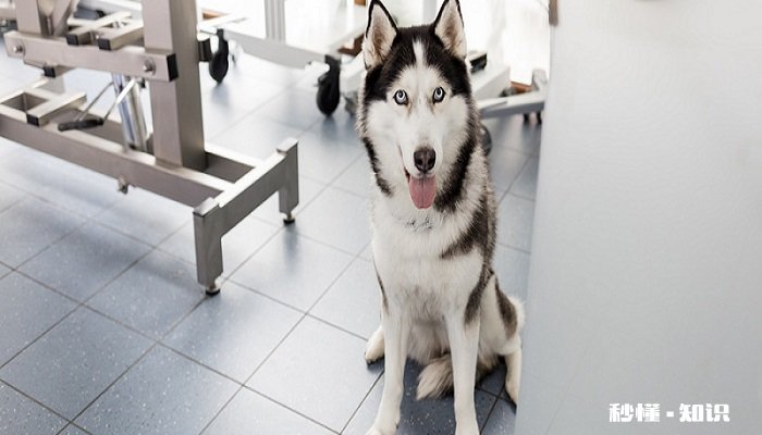 狗豆子怎么去除 狗豆子简介