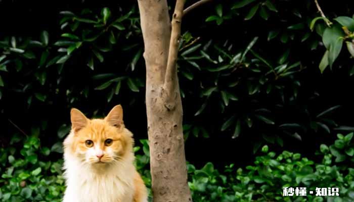 小野猫怎么驯服成家猫 刚捡到的流浪小猫需要注意些什么