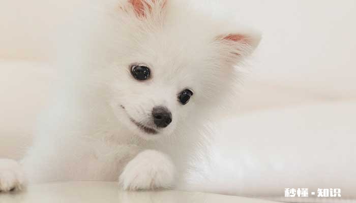 宠物犬种类养 什么狗比较好